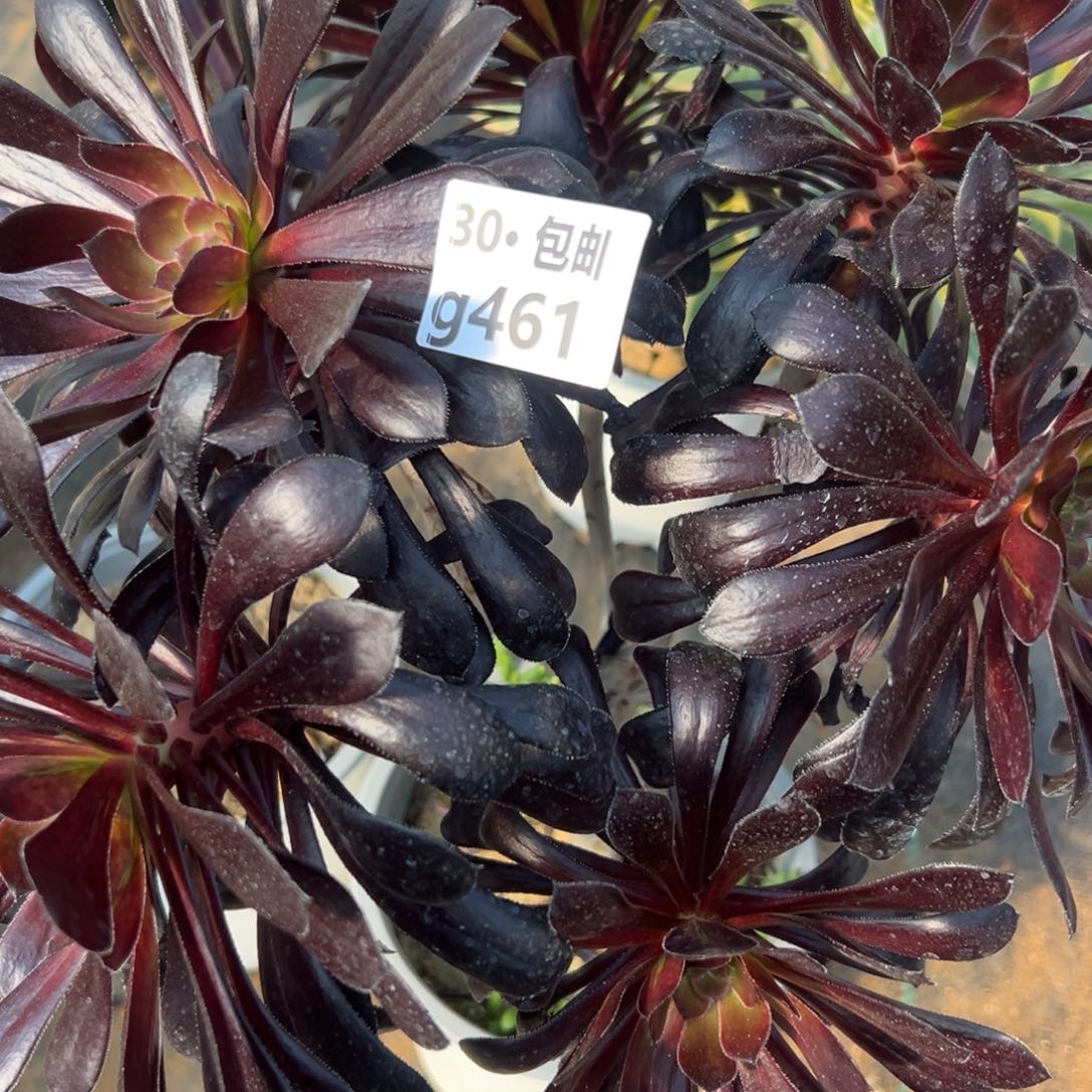 461魔法师多肉法师