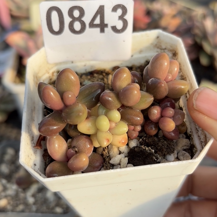 满18包邮当场凑单