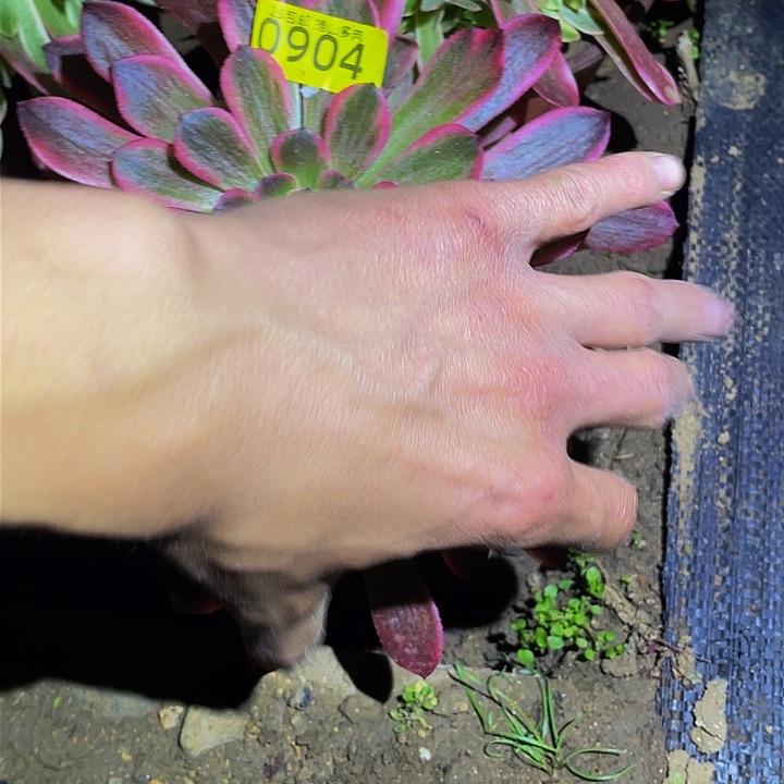 0904粉琉璃多肉植物