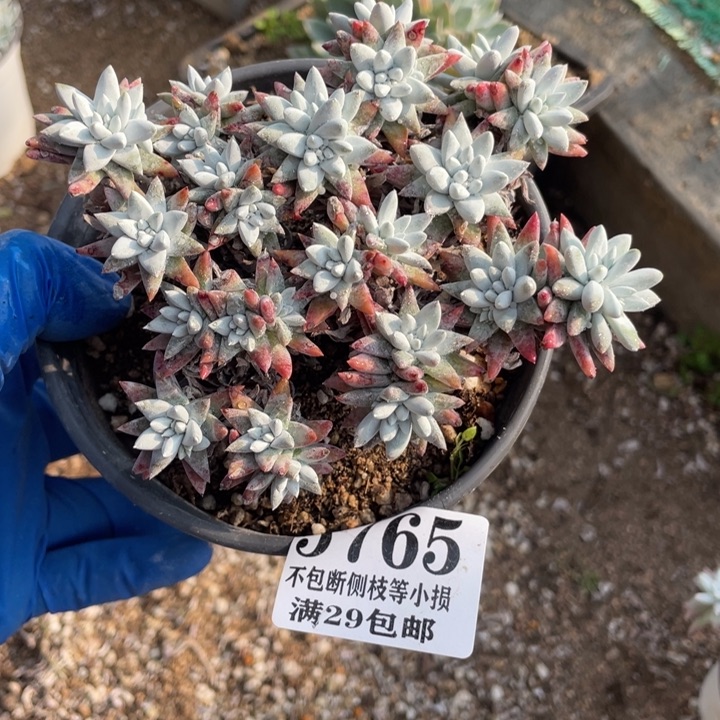 765号白菊多肉植物