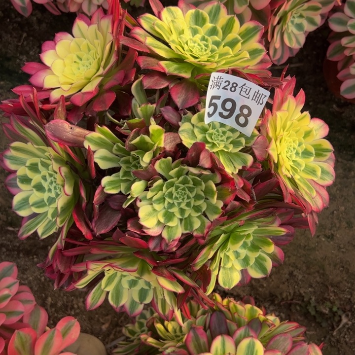 598天和多肉植物