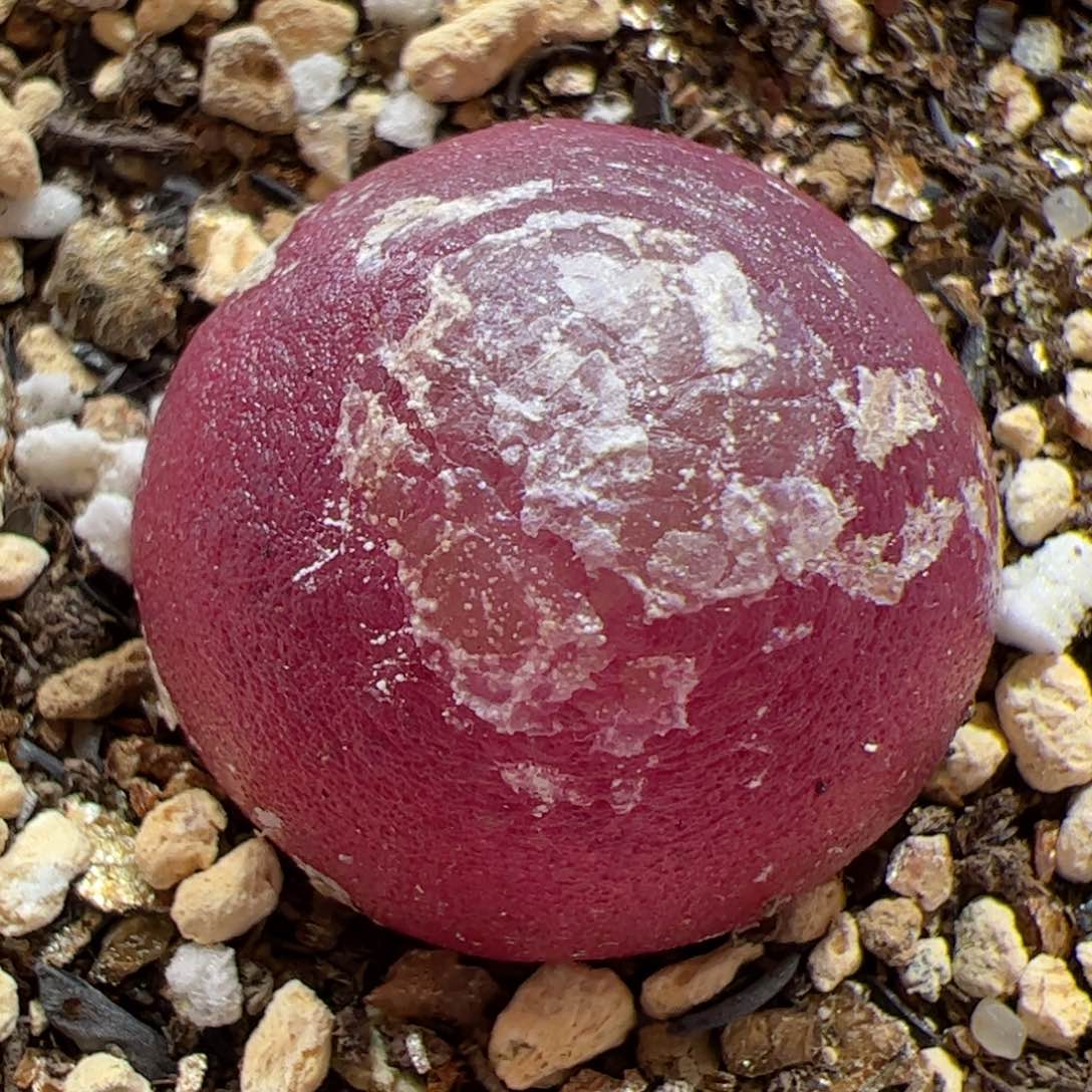 【闪购商品】356 灯泡