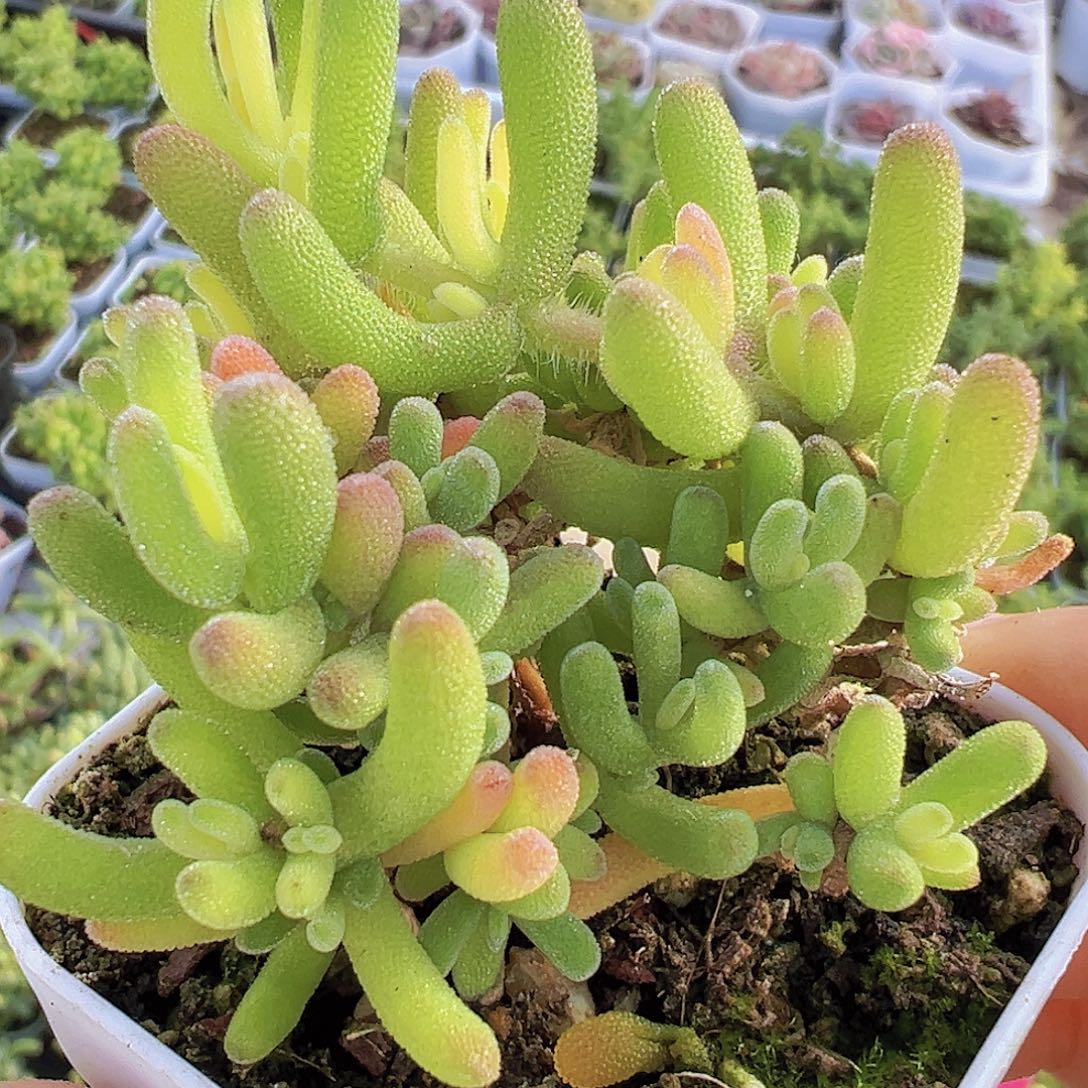 兔子锦19包邮多肉植物