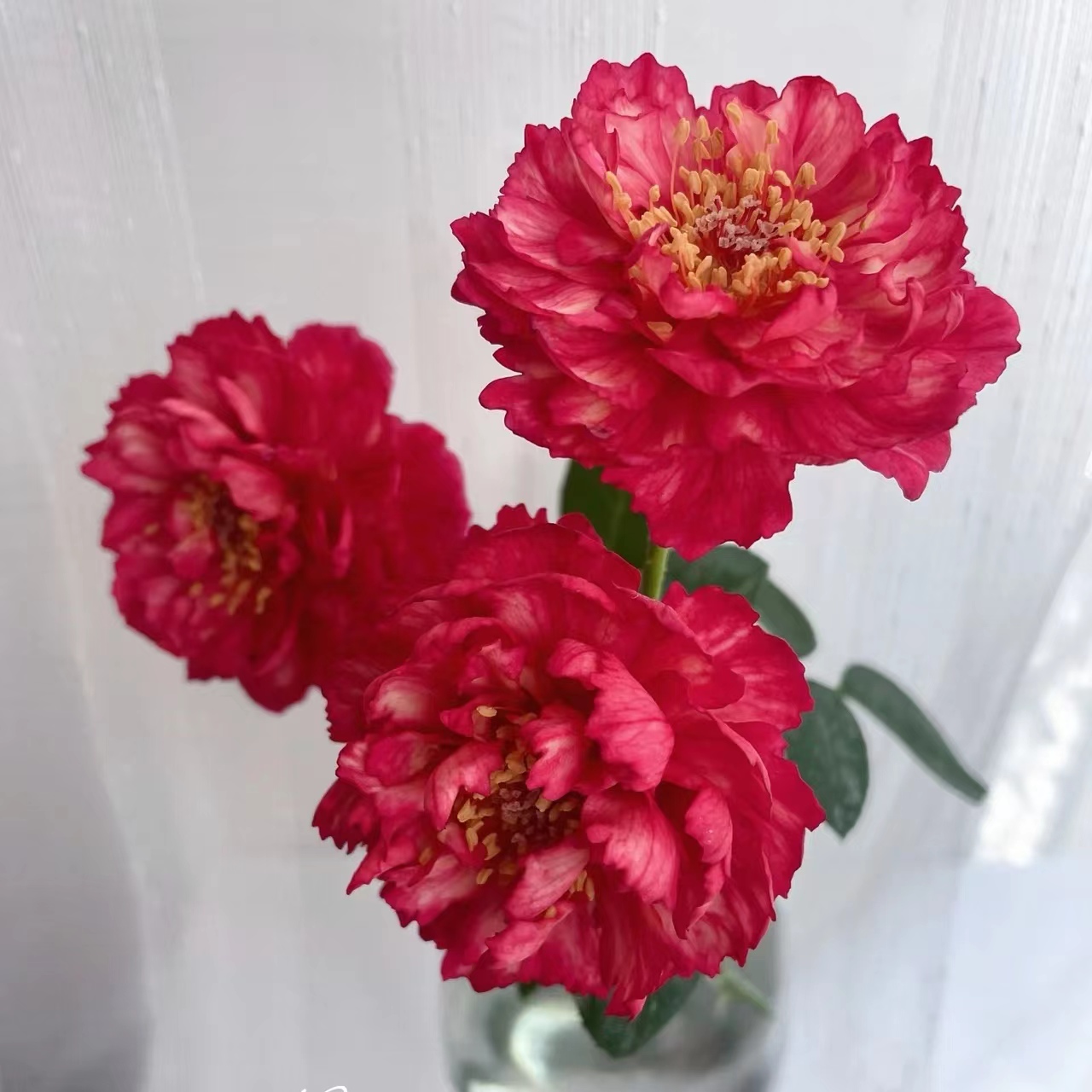 真彩230 超新品日本月季花苗 锯齿边 条纹 芍药花型