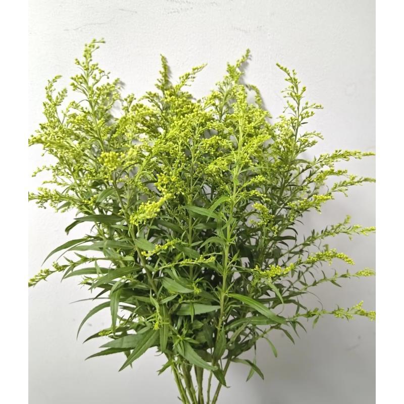 x《鲜花配草》雪姐专属 一单中通两单升级顺丰/德邦+保鲜剂5包+配草