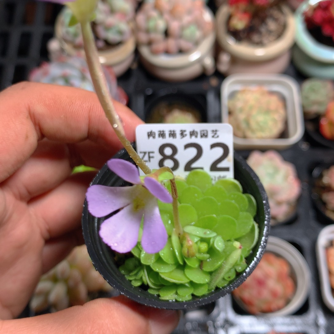 5CM拇指盆精控多肉ZF822