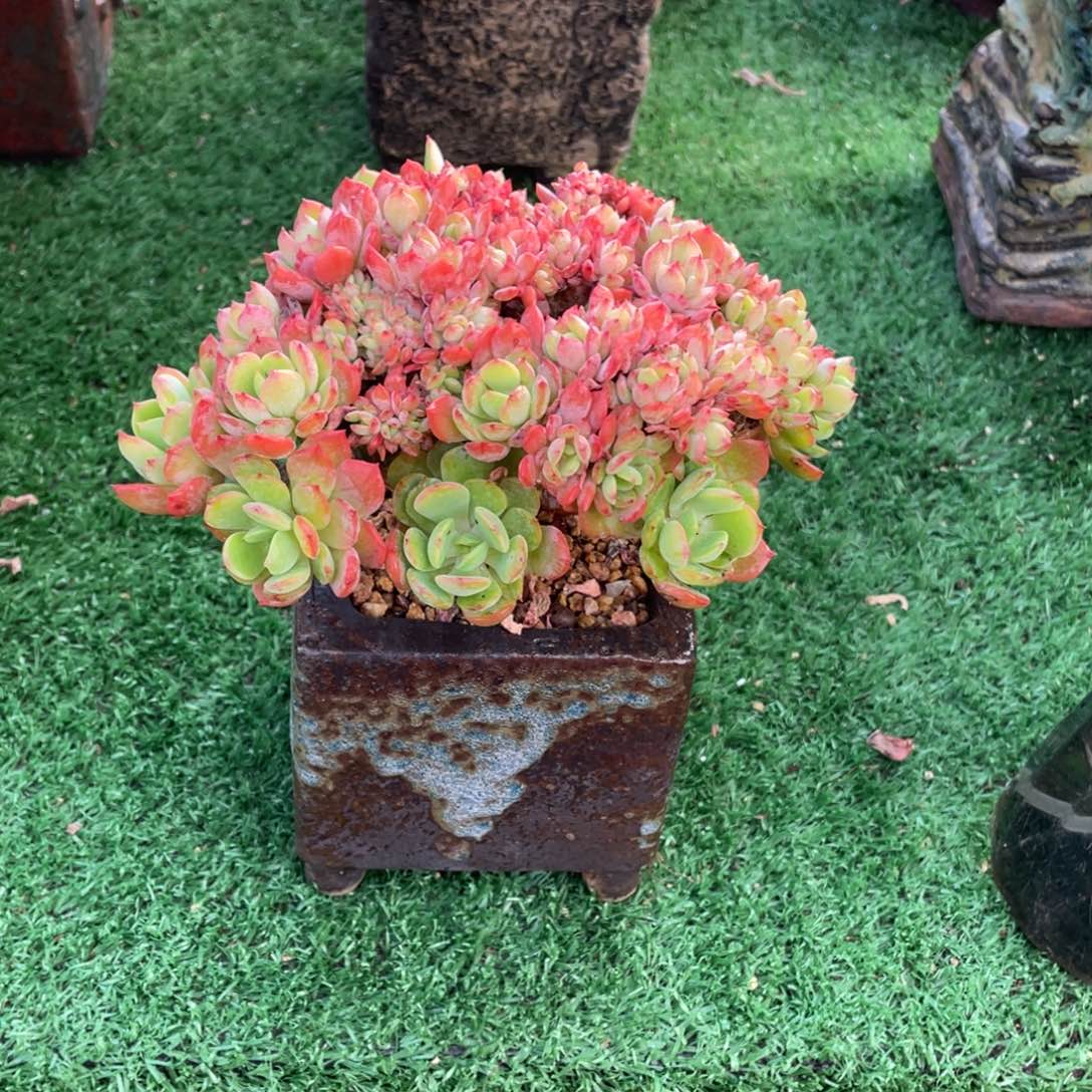 豆总多肉甜橙缀化