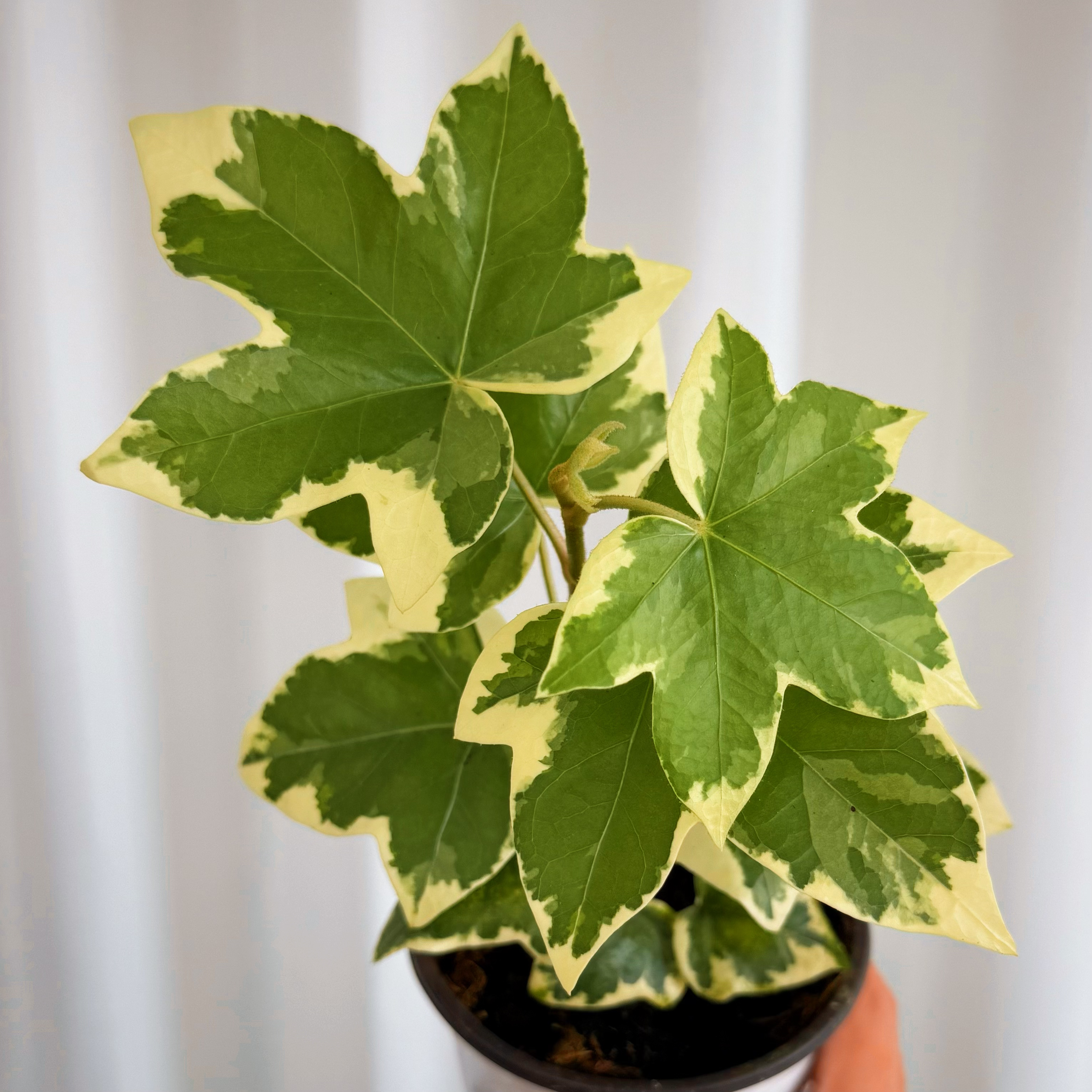 【有植依熊掌木】花叶熊掌木盆栽四季常青八角金盘锦办公室内绿植