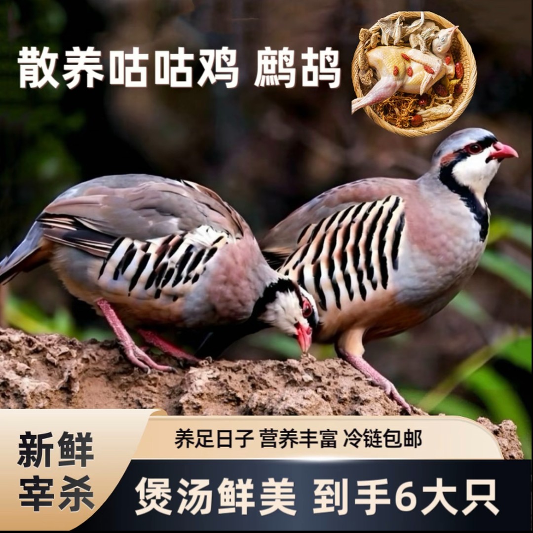 [拍一发六] 约5-6两/只农家散养 小飞龙 走地鸡新鲜炖汤顺丰发货
