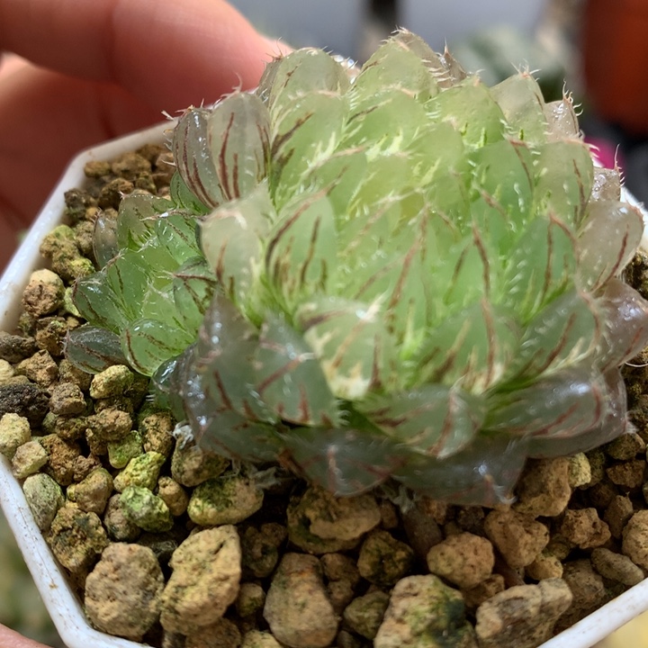 翠云玉露锦带盆土发