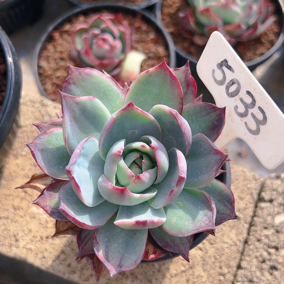 惊鸿仙子一物一拍5033号