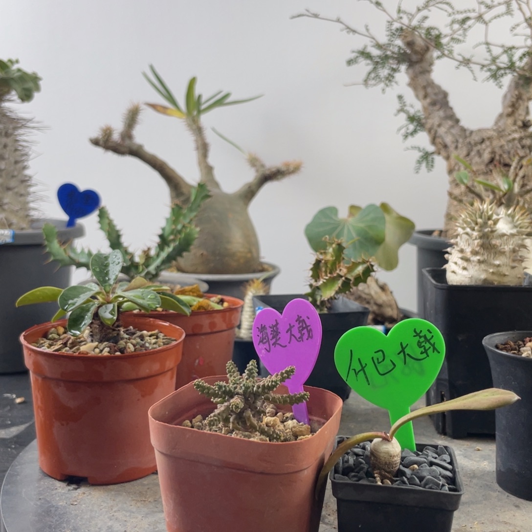 12月19日直播间福利两件套不退换