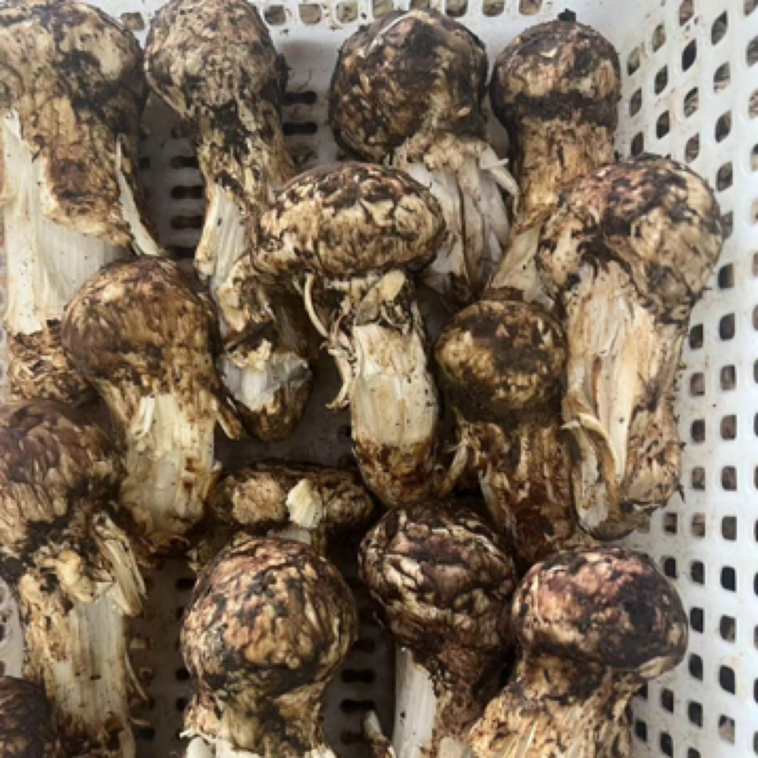 新鲜松茸现货等外品 自吃特惠装  The （有虫眼，不售后，介意勿拍）