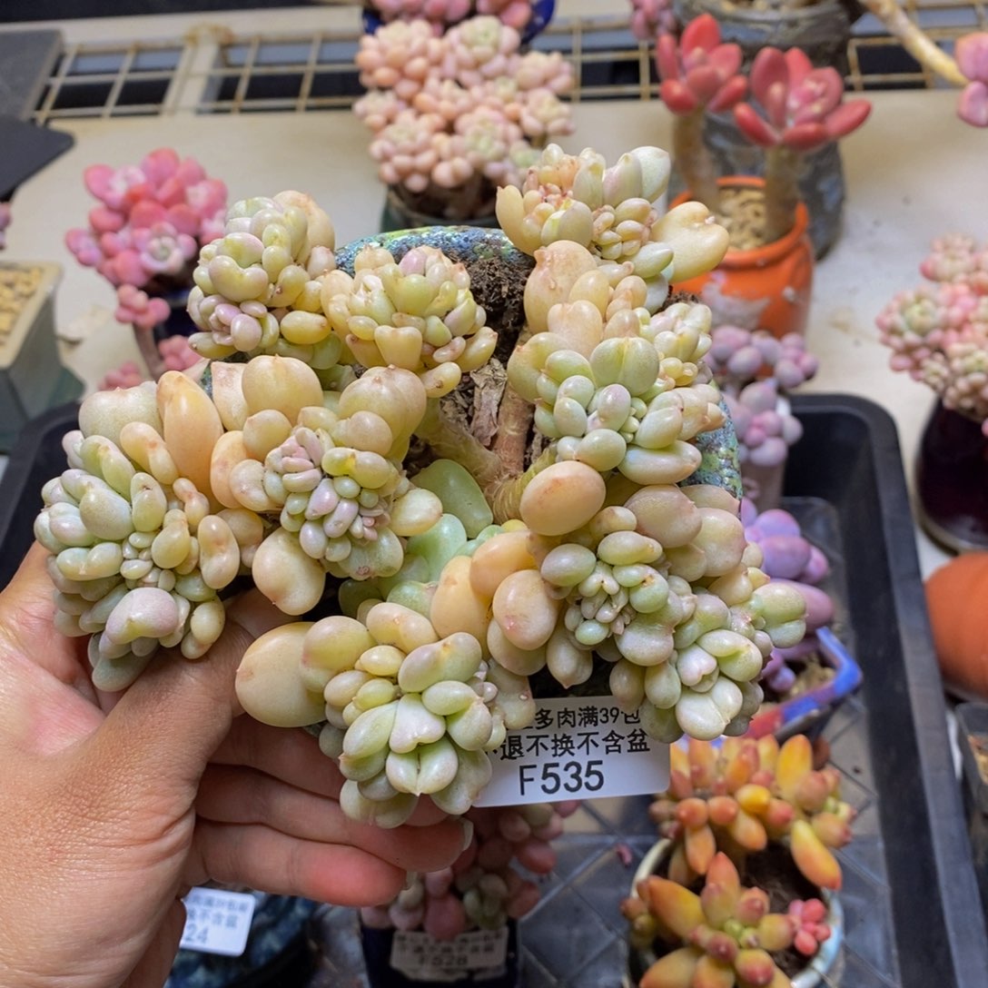 535比尔盖茨多肉11c m m