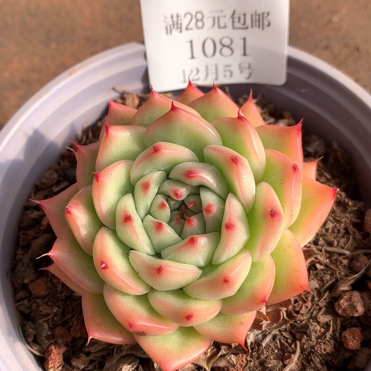 【闪购商品】云1081号