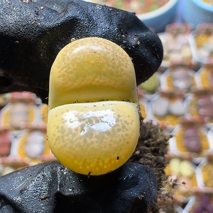 七***安生石花2:：：：。  37号。高腿