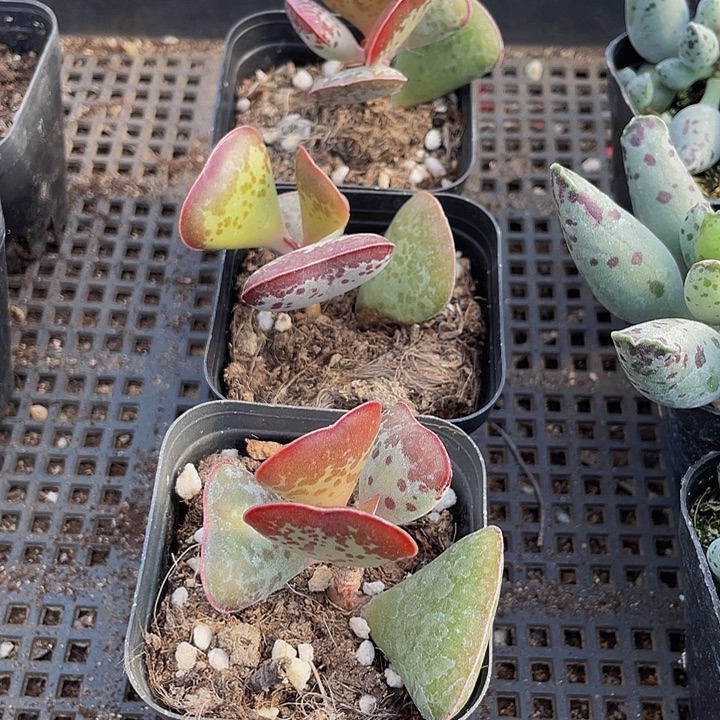 爱心水泡带盆土发