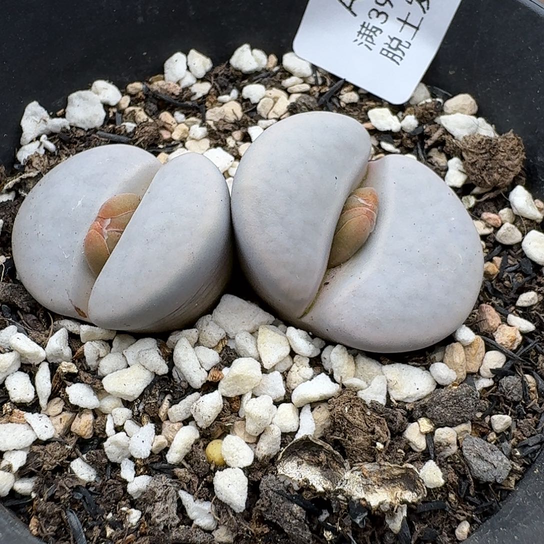 480多肉哈哈哈哈哈哈哈哈哈