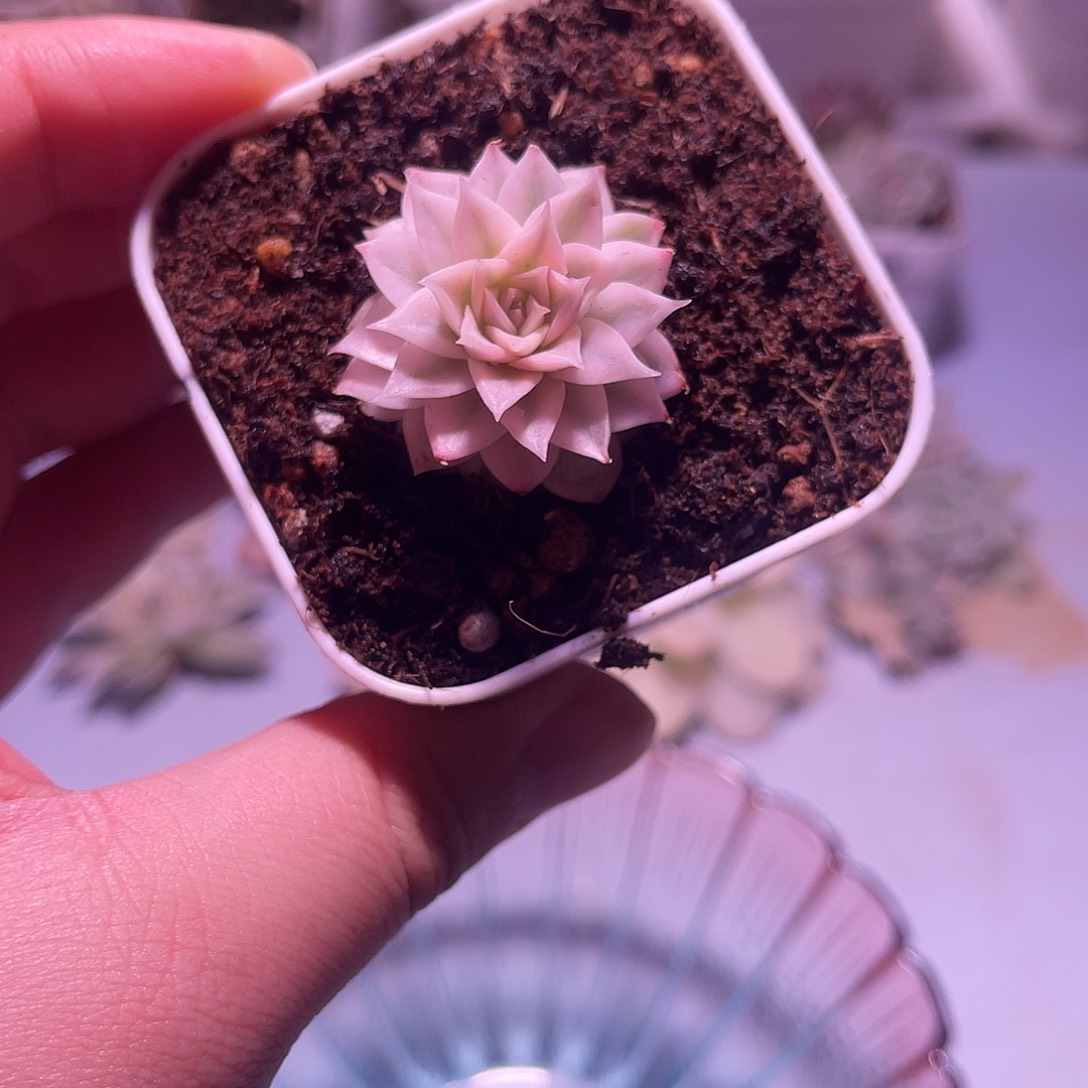 千纸鹤锦植物一物一拍