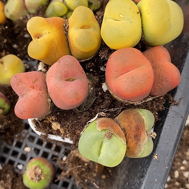 1727双头彩蟠桃一组