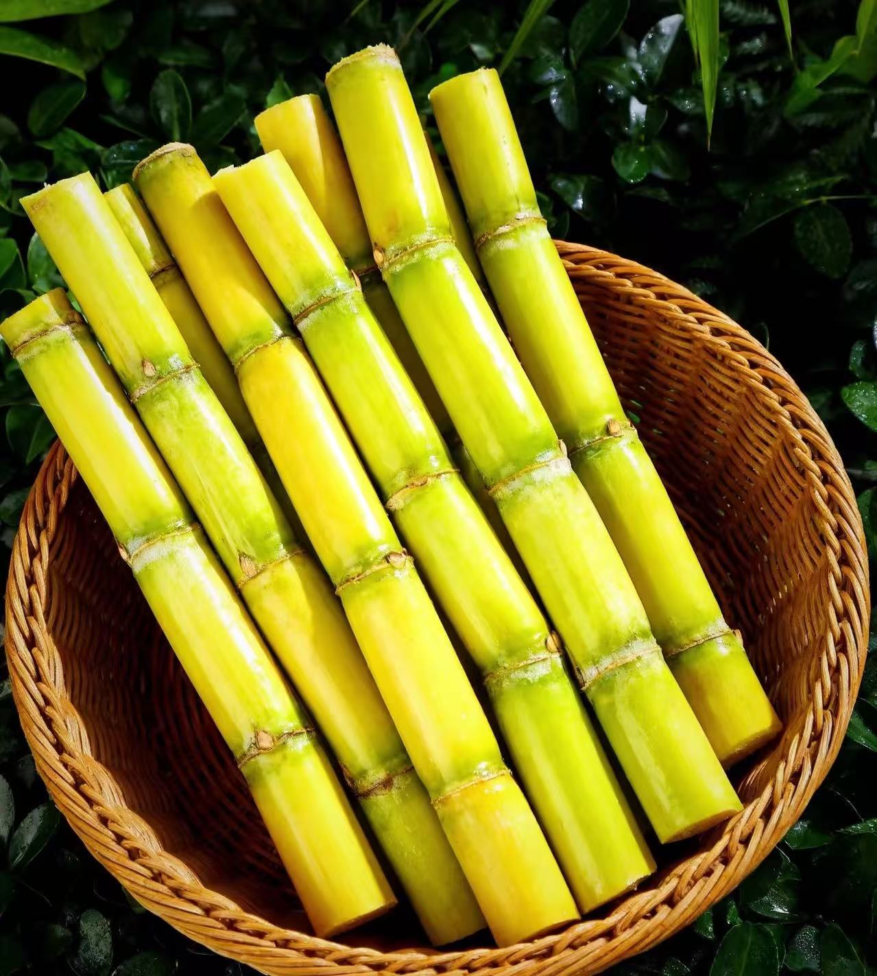 云南脆皮黄金甘蔗当季新鲜多汁脆甜水果产地直发