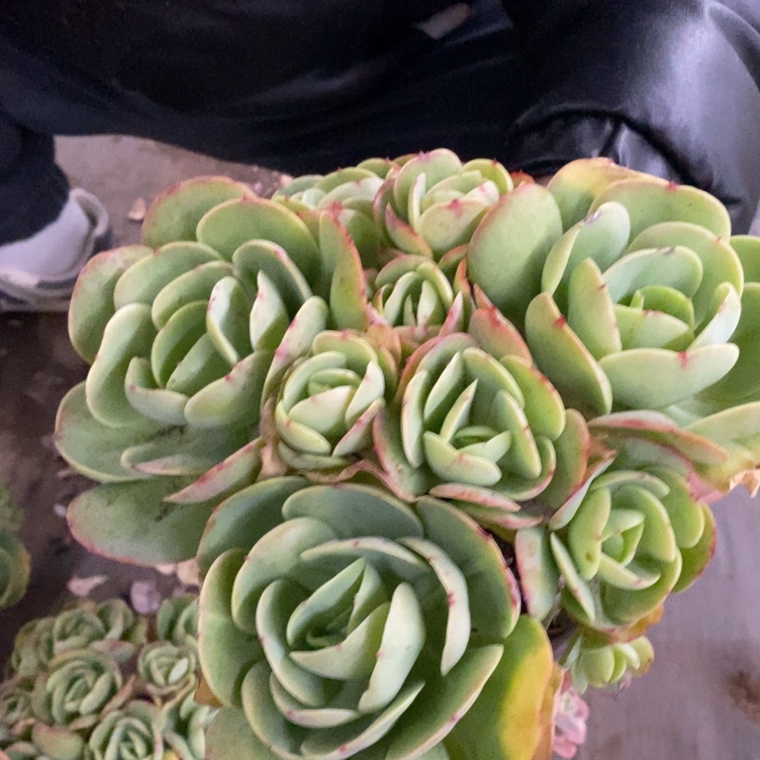 鸡蛋碧桃多头群生