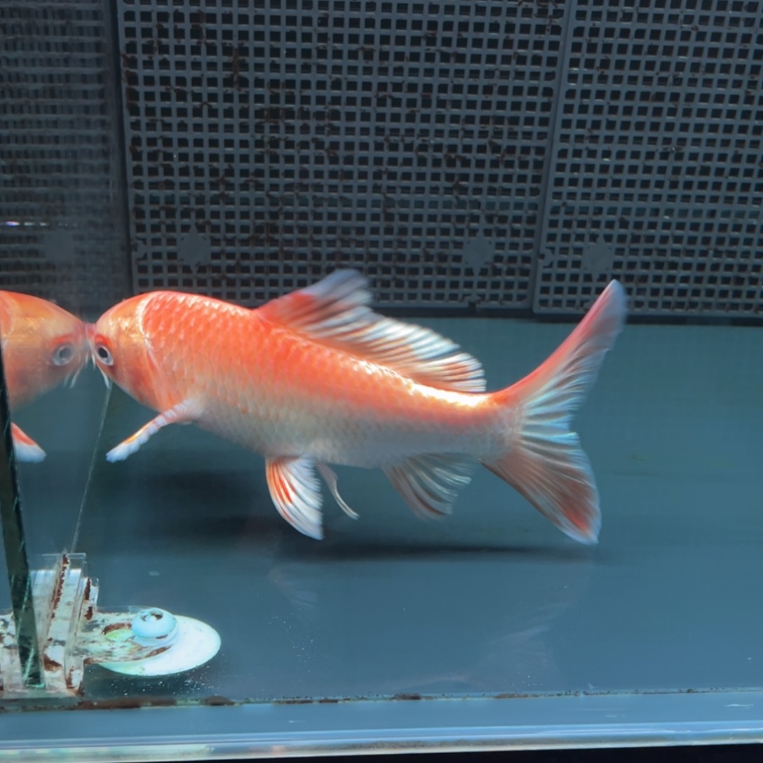 海水鱼村*人哈哈哈哈哈哈哈哈