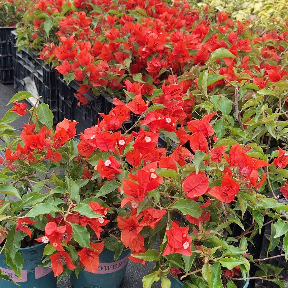 大部分花苞少量开放红桑巴掌中宝一颗