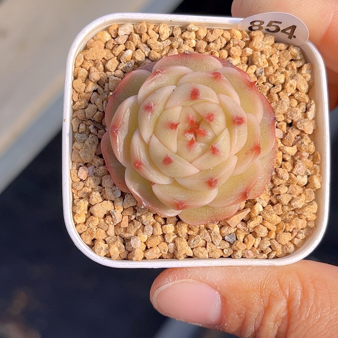 854 放漏  新品珍妮 满18包邮