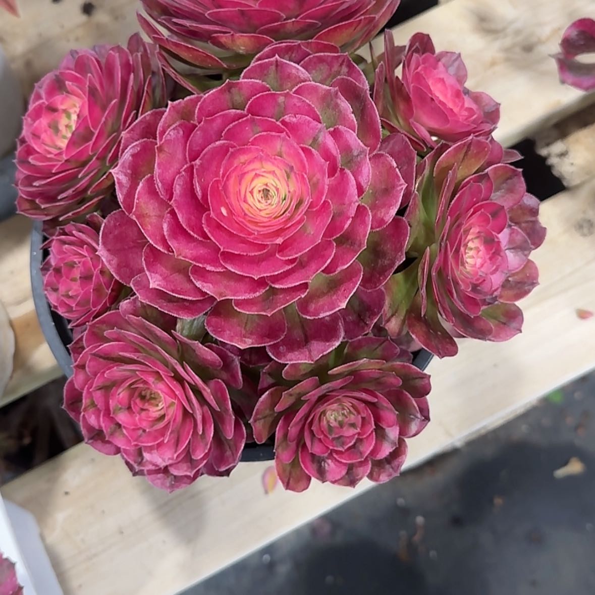 【闪购商品】法师多肉