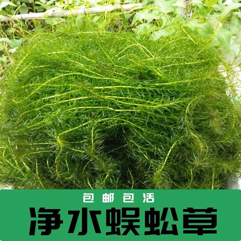 水草蜈蚣草净水植物淡水龟缸鱼缸养龟养鱼养虾缸造景