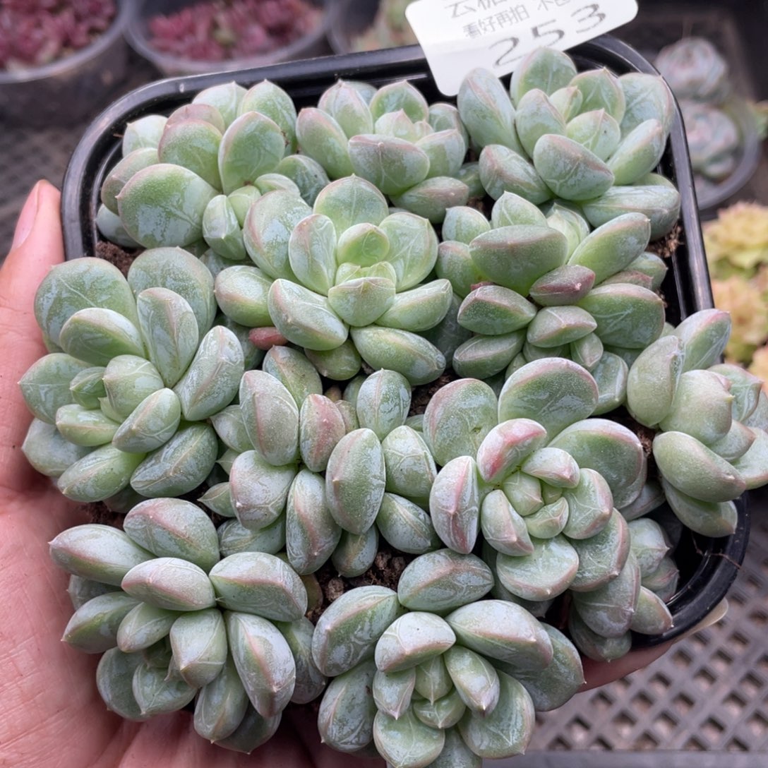 云糖心多肉植物253