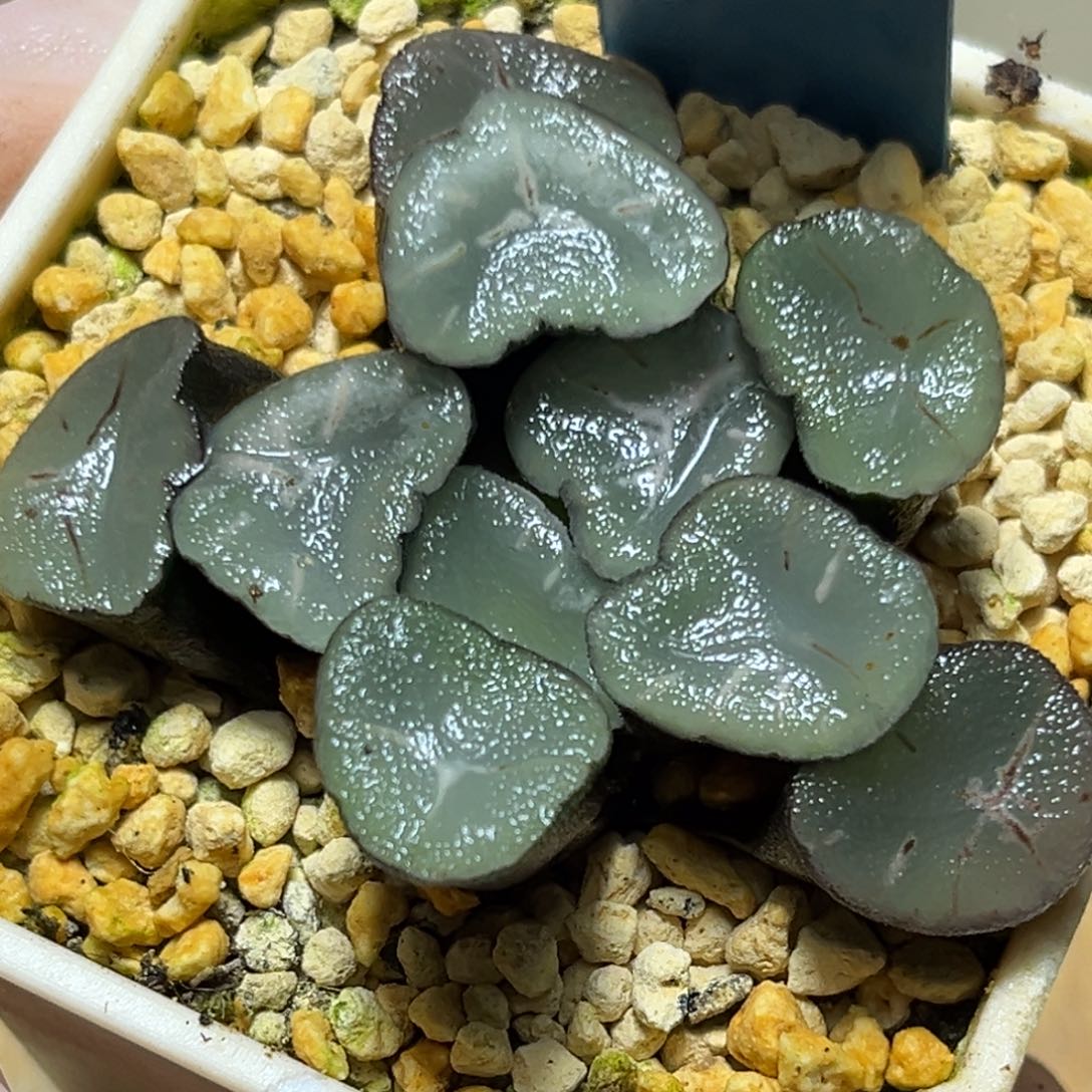 恭喜发财大吉大利938