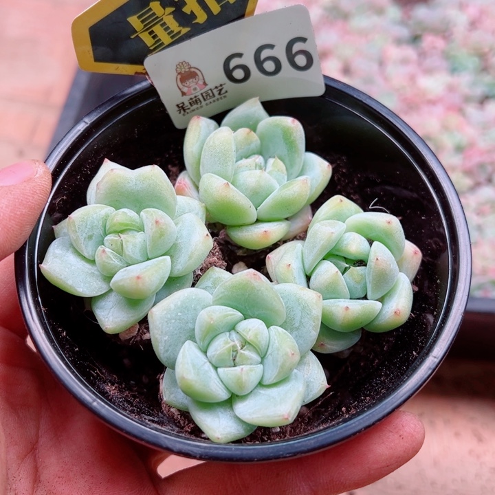 多肉植物多肉植物