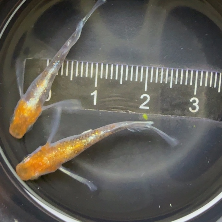 青鳉鱼真长鳍0423号