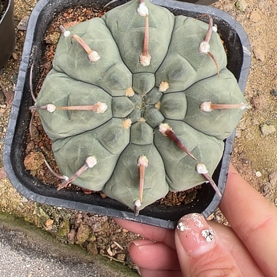 西***3实生一本刺4666788