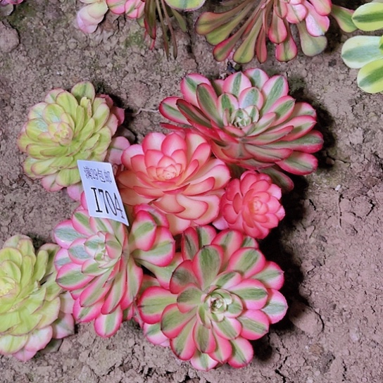 704倾城多肉植物