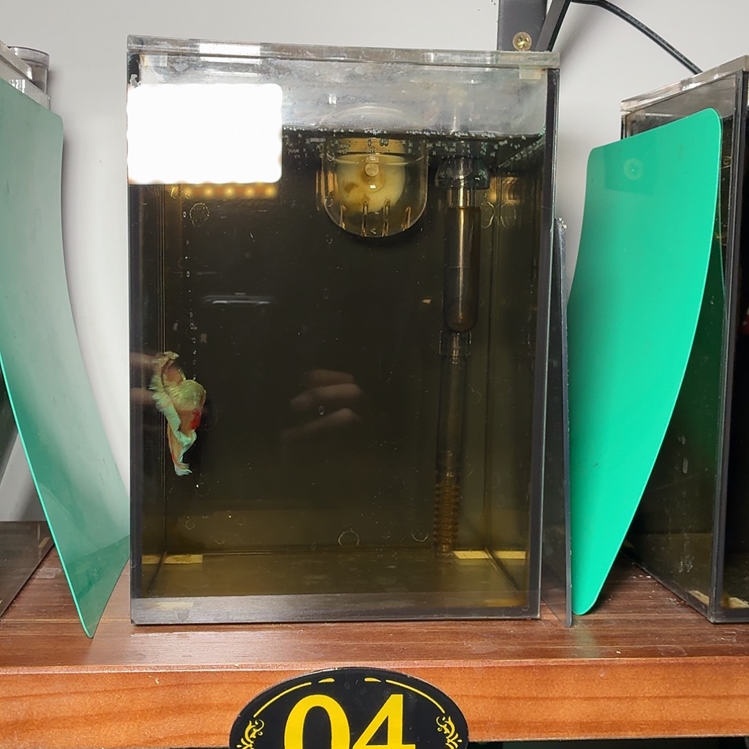 斗鱼彩金电摇公鱼