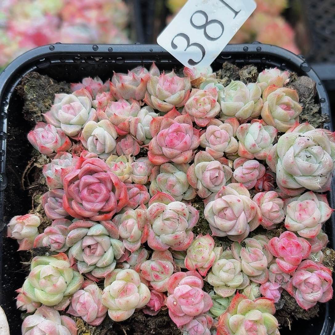 多肉植物多肉植物381