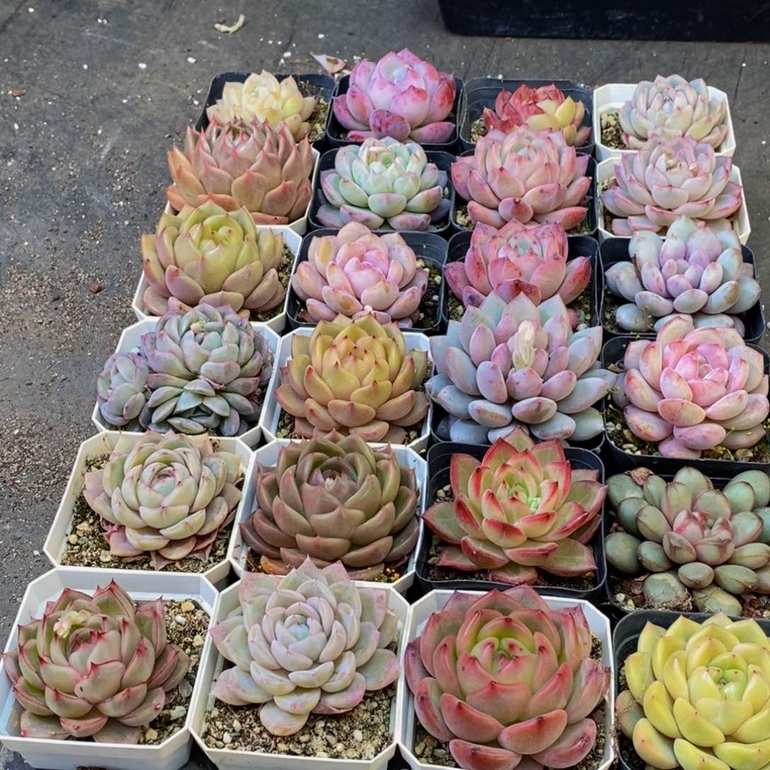 去*代055多肉植物保护研究所所长