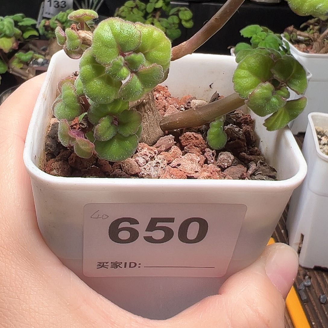 淡****季爱氏延命草带盆发货