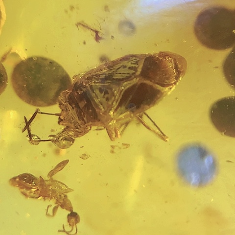 琥珀裸石未镶嵌甲壳虫与蜂