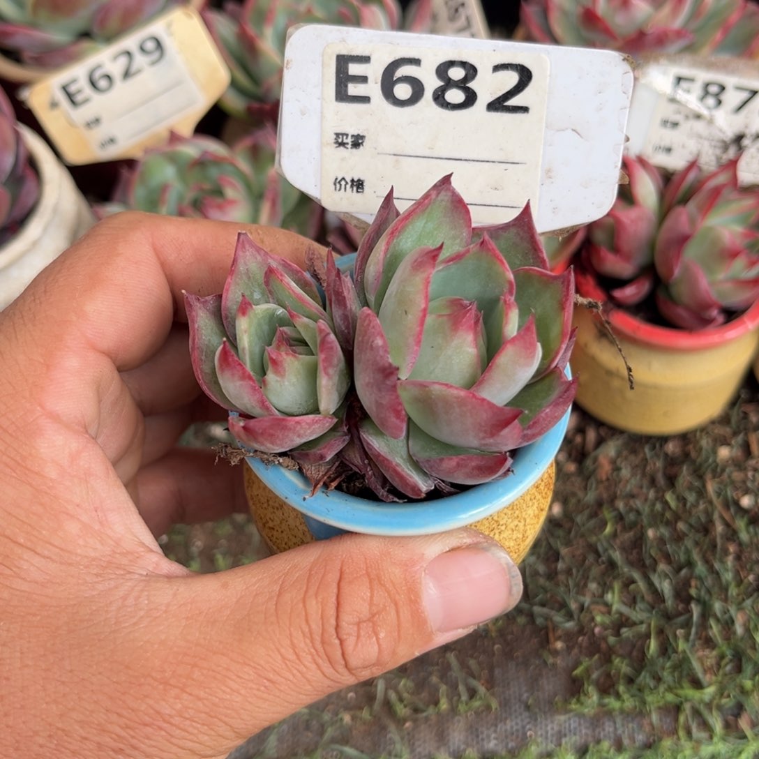 惊鸿一瞥682号多肉