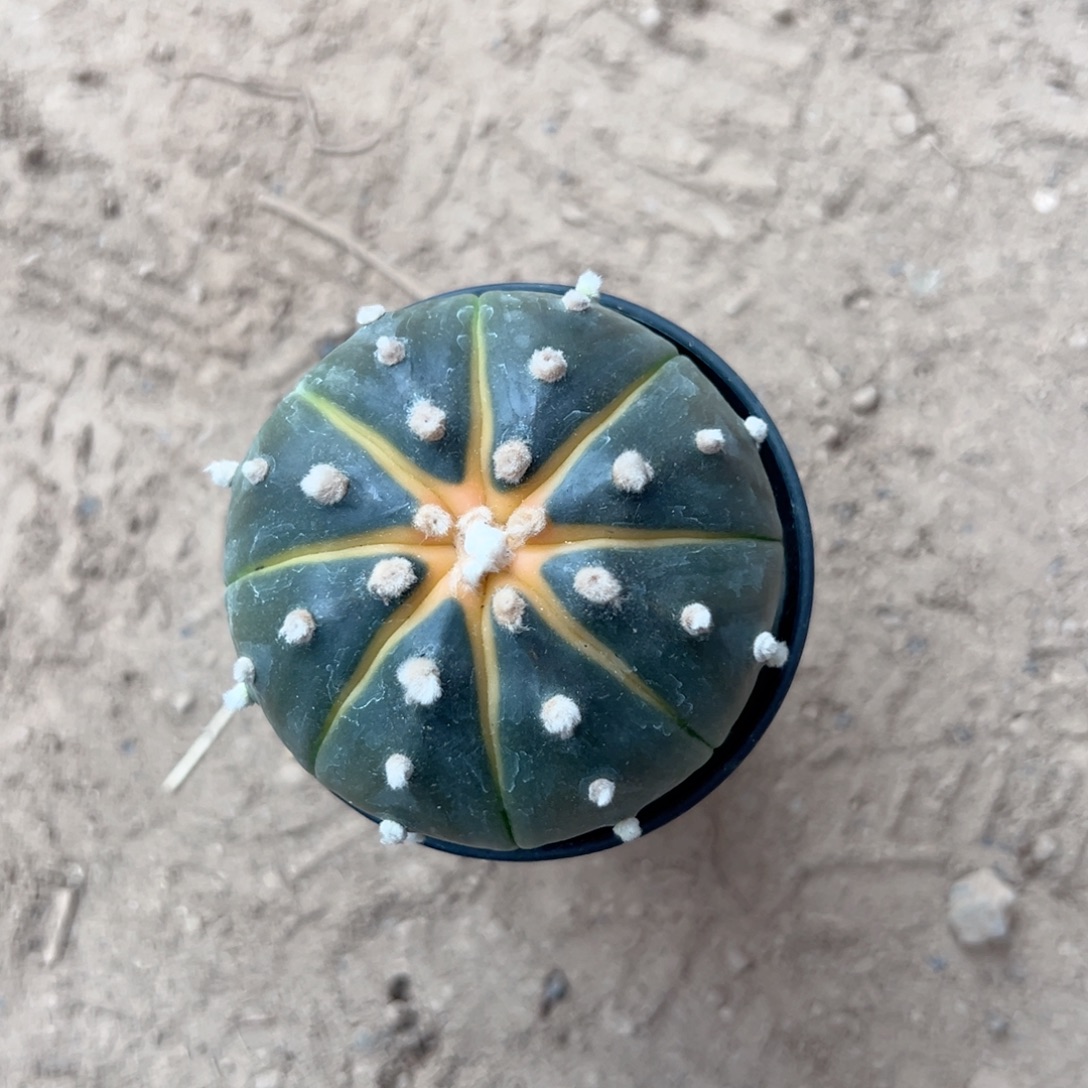 用***3零零落落 零零落落