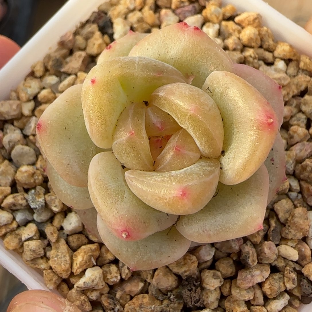 一物一拍绿透甜心11122