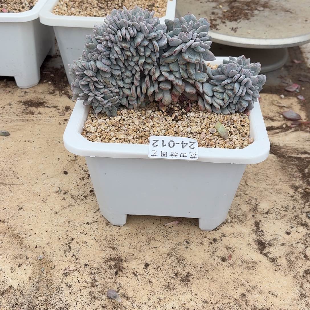 八***了24.012嫦娥缀化多肉