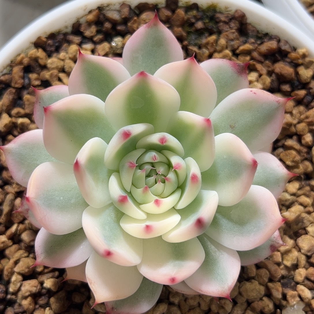 哈***嗝吉娃娃锦多肉植物