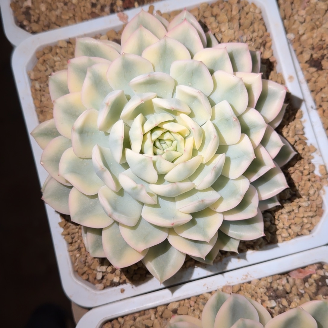 月亮仙子锦多肉植物