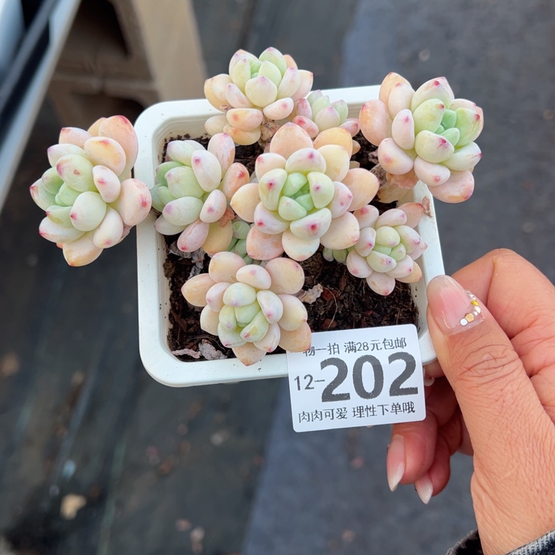 樱花罗绮多肉多肉多肉