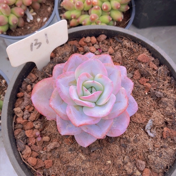 健健康康平平安安多肉植物